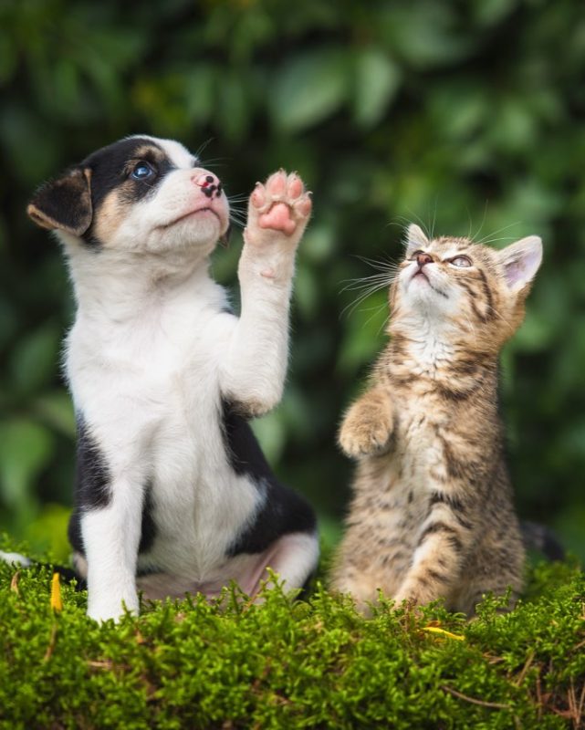 A puppy and a cat looking up