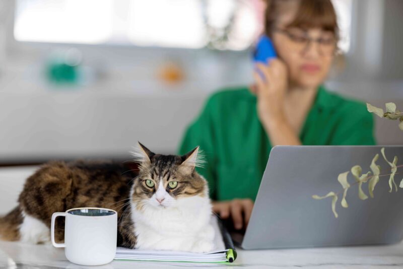 Vet working by computer