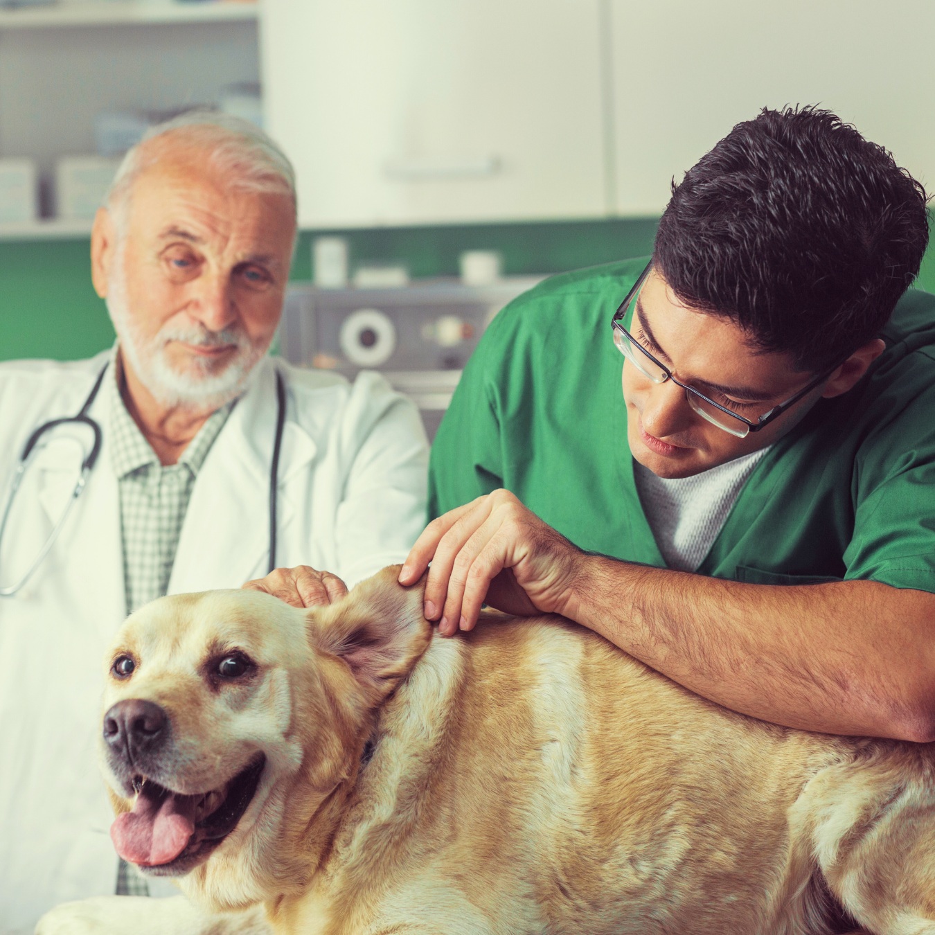Generationsskifte på dyreklinik