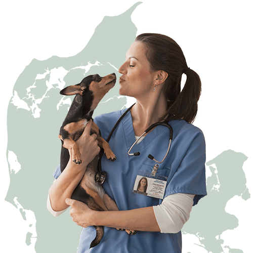 Find dyrlæge i Danmark illustration