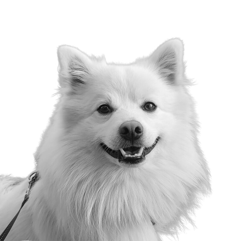 Billede af kontorhunden Koda hos VetFamily